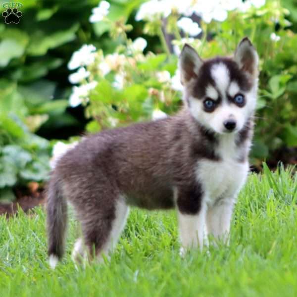 Emma, Pomsky Puppy