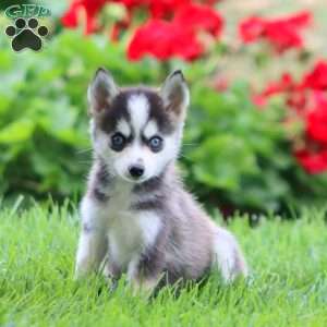 Emma, Pomsky Puppy
