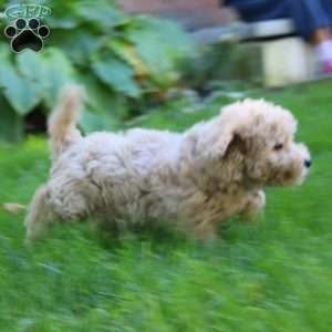 Emma, Bich-Poo Puppy
