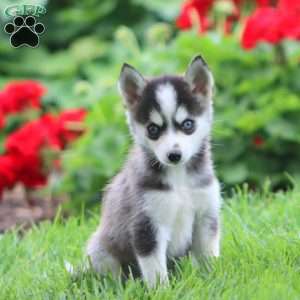 Emma, Pomsky Puppy