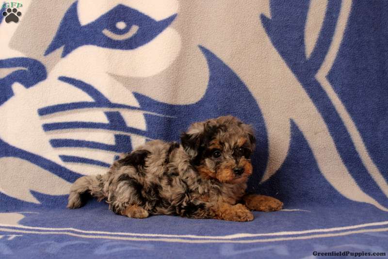 Emma (Doodle / designer cross, Female) in Gap, PA