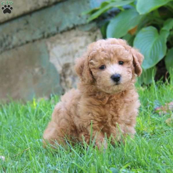 Eric, Bich-Poo Puppy