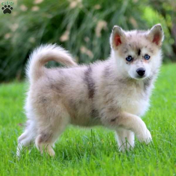 Eric, Pomsky Puppy