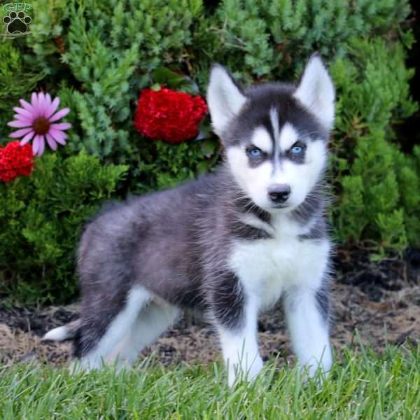 Eric, Siberian Husky Puppy