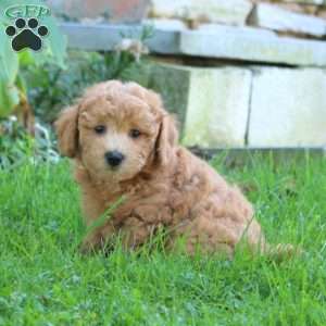 Eric, Bich-Poo Puppy
