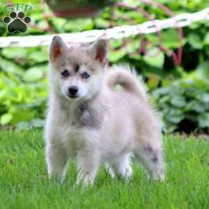 Eric, Pomsky Puppy