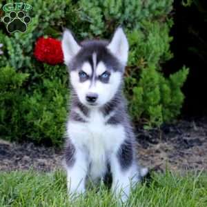 Eric, Siberian Husky Puppy