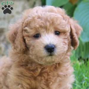 Eric, Bich-Poo Puppy