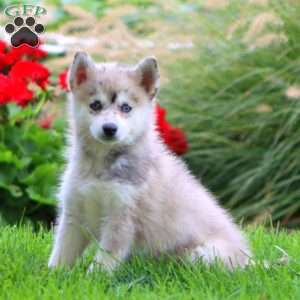Eric, Pomsky Puppy