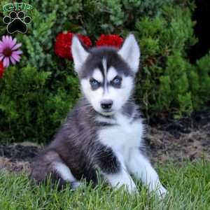 Eric, Siberian Husky Puppy