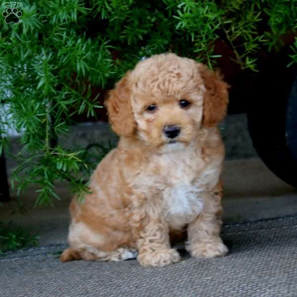 Erma, Miniature Poodle Puppy