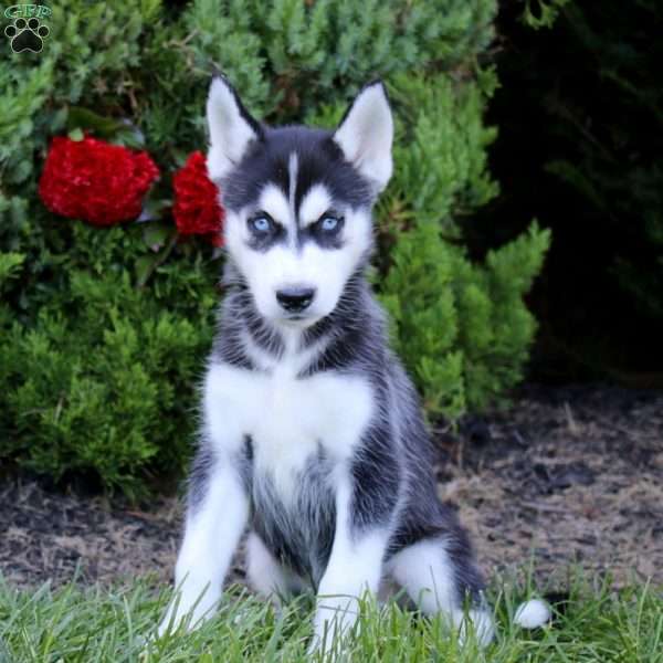 Erma, Siberian Husky Puppy