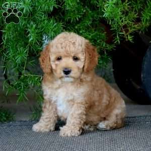 Erma, Miniature Poodle Puppy
