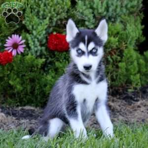 Erma, Siberian Husky Puppy