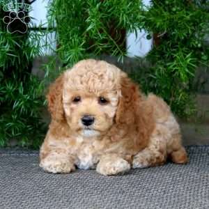 Erma, Miniature Poodle Puppy
