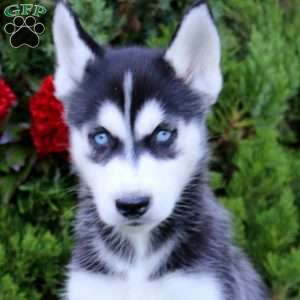 Erma, Siberian Husky Puppy