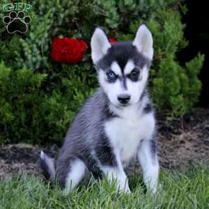 Esther, Siberian Husky Puppy