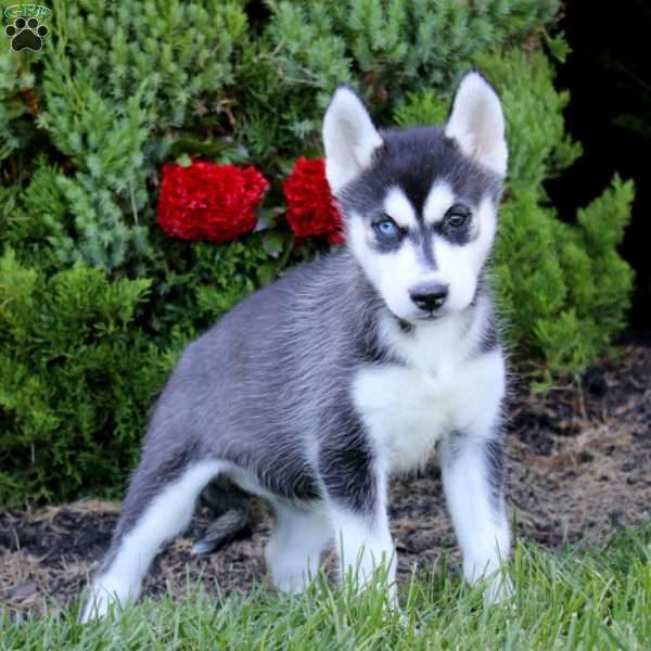 Esther, Siberian Husky Puppy