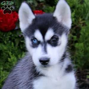 Esther, Siberian Husky Puppy