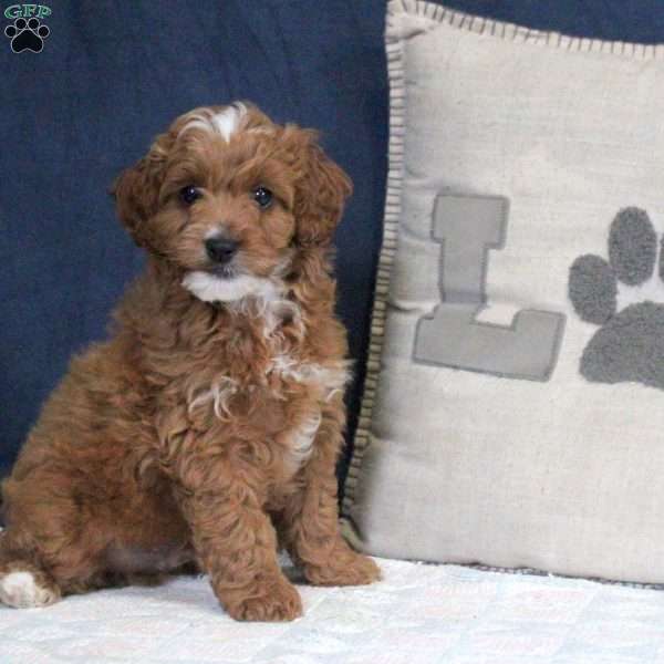 Ethan, Cockapoo Puppy