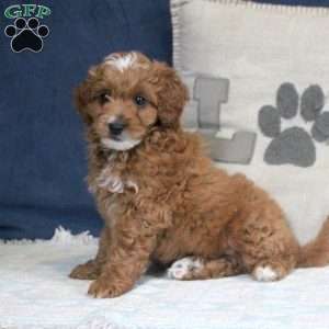 Ethan, Cockapoo Puppy