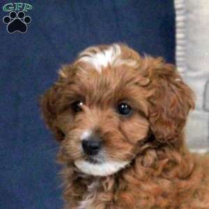 Ethan, Cockapoo Puppy