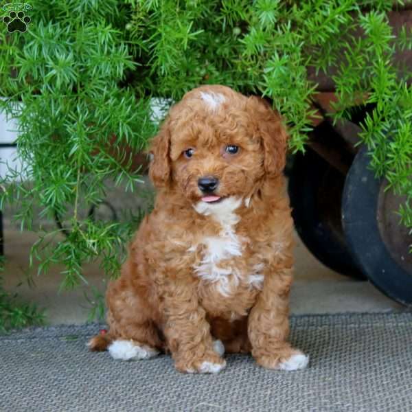 Ethan, Miniature Poodle Puppy