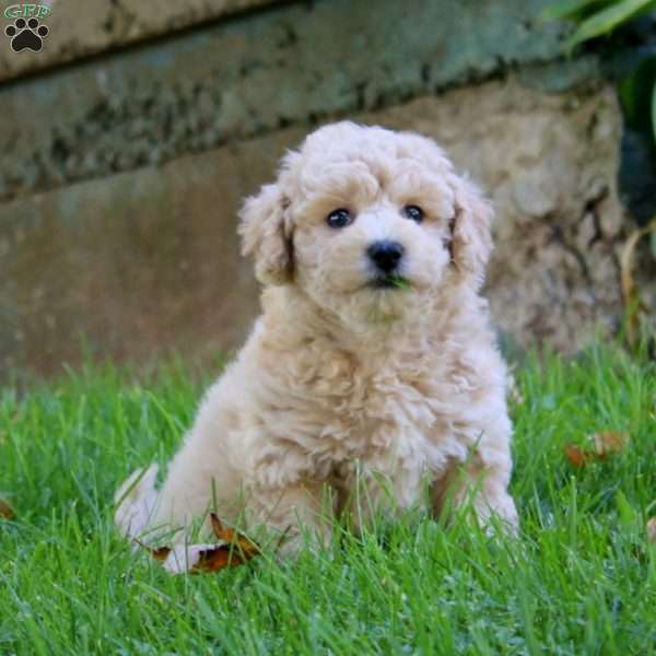 Ethan, Bich-Poo Puppy