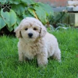 Ethan, Bich-Poo Puppy