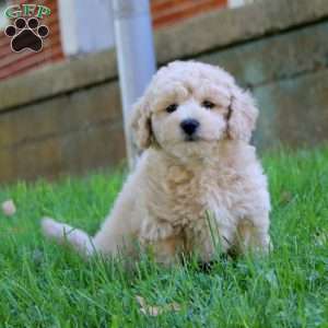 Ethan, Bich-Poo Puppy