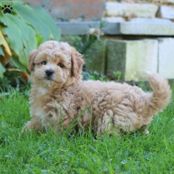 Eva, Bich-Poo Puppy