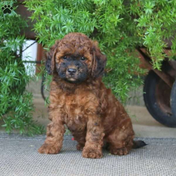 Eva, Miniature Poodle Puppy
