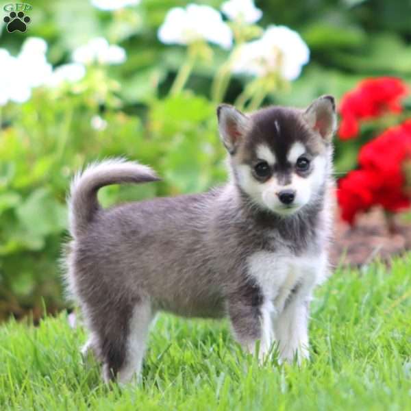 Eva, Pomsky Puppy