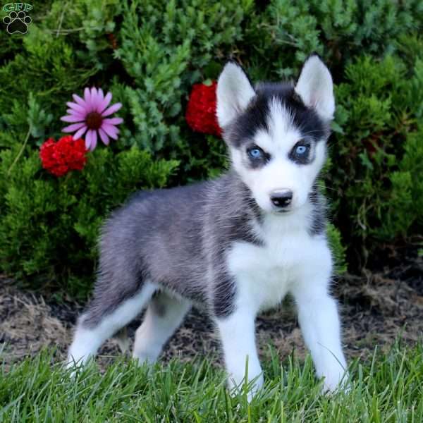 Eva, Siberian Husky Puppy