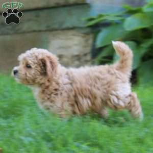Eva, Bich-Poo Puppy