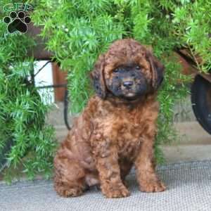 Eva, Miniature Poodle Puppy