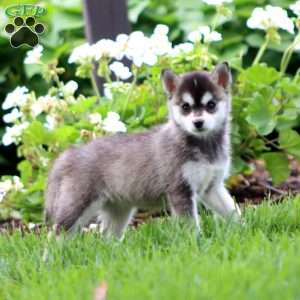 Eva, Pomsky Puppy