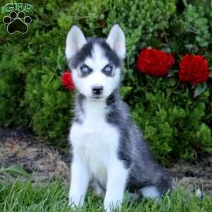 Eva, Siberian Husky Puppy