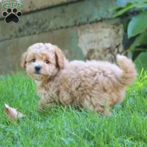 Eva, Bich-Poo Puppy