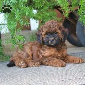 Eva, Miniature Poodle Puppy