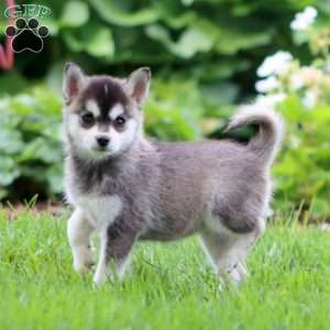 Eva, Pomsky Puppy