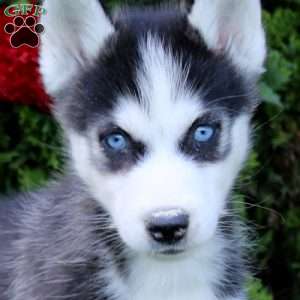 Eva, Siberian Husky Puppy