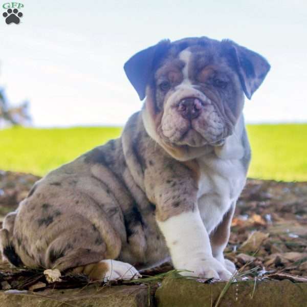 Evan, English Bulldog Puppy