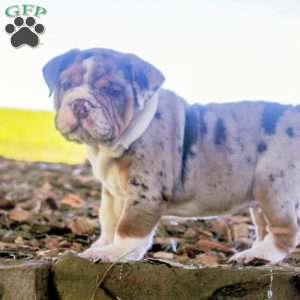 Evan, English Bulldog Puppy
