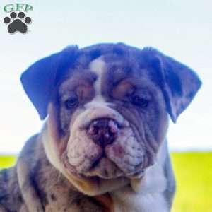 Evan, English Bulldog Puppy