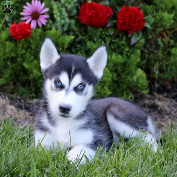 Evan, Siberian Husky Puppy