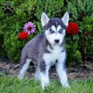 Evan, Siberian Husky Puppy
