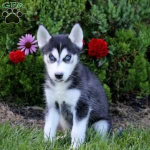 Evan, Siberian Husky Puppy