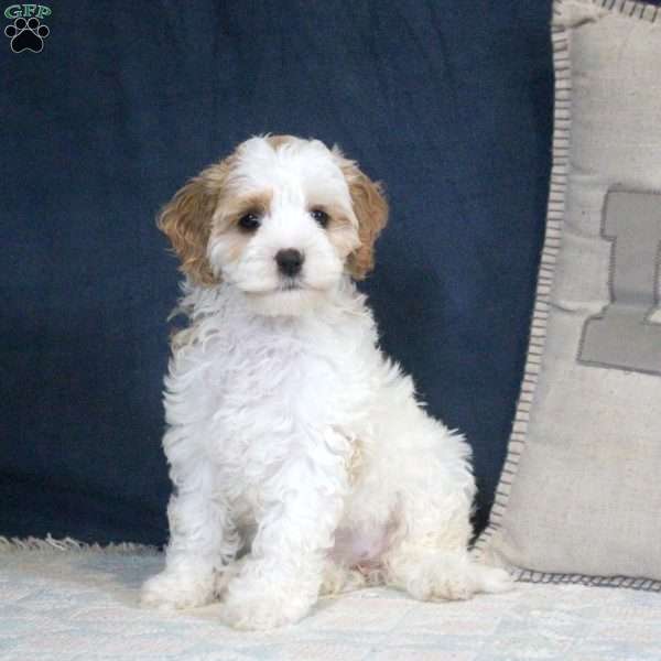 Evelyn, Cockapoo Puppy
