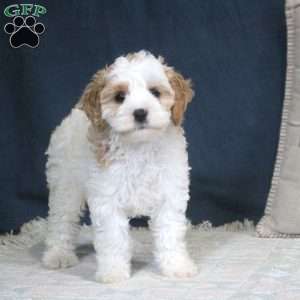 Evelyn, Cockapoo Puppy